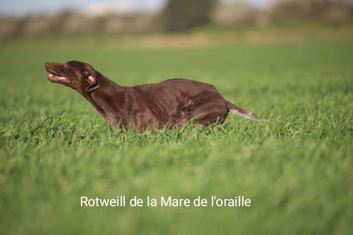 Rotweill de la mare de l'oraille