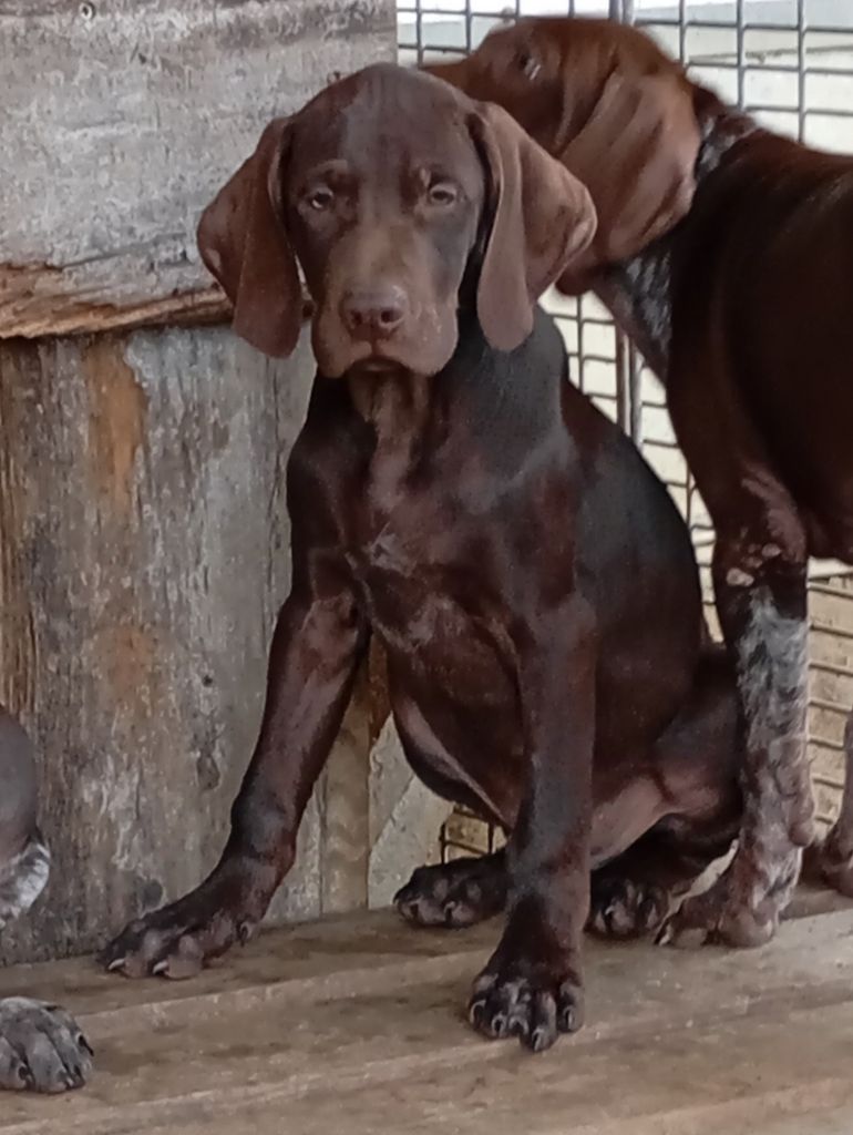 Des Vents Jalouses - Chiot disponible  - Braque allemand à poil court