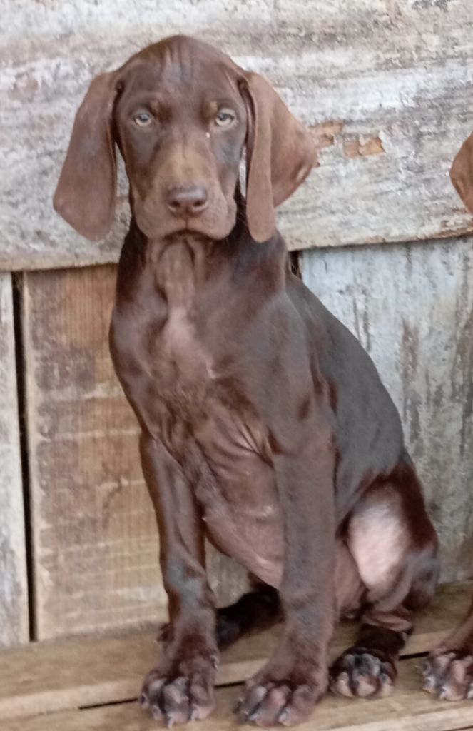 Des Vents Jalouses - Chiot disponible  - Braque allemand à poil court