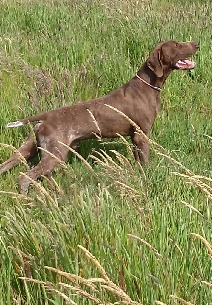 Nash du val de ceze