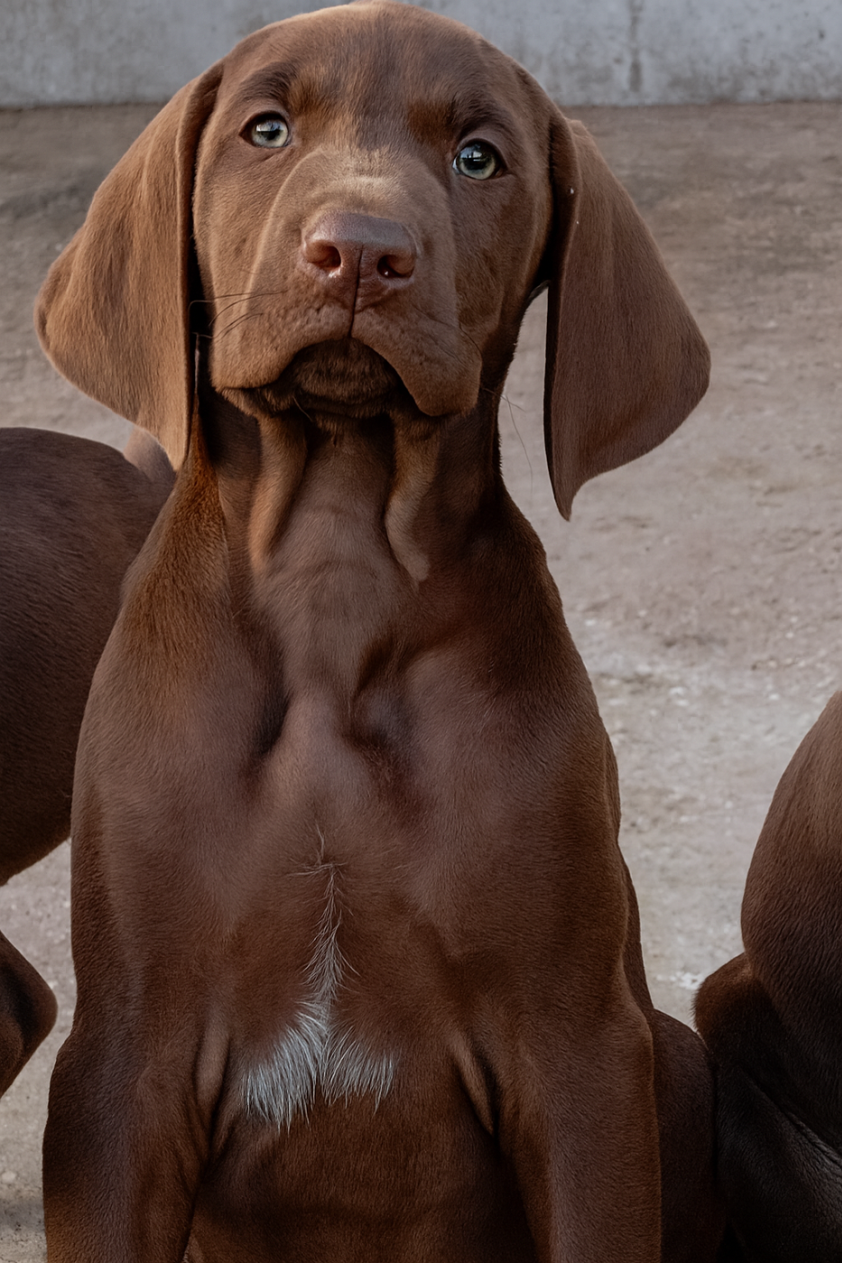 Azzaro Des Vents Jalouses