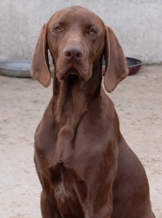 Azzaro Des Vents Jalouses