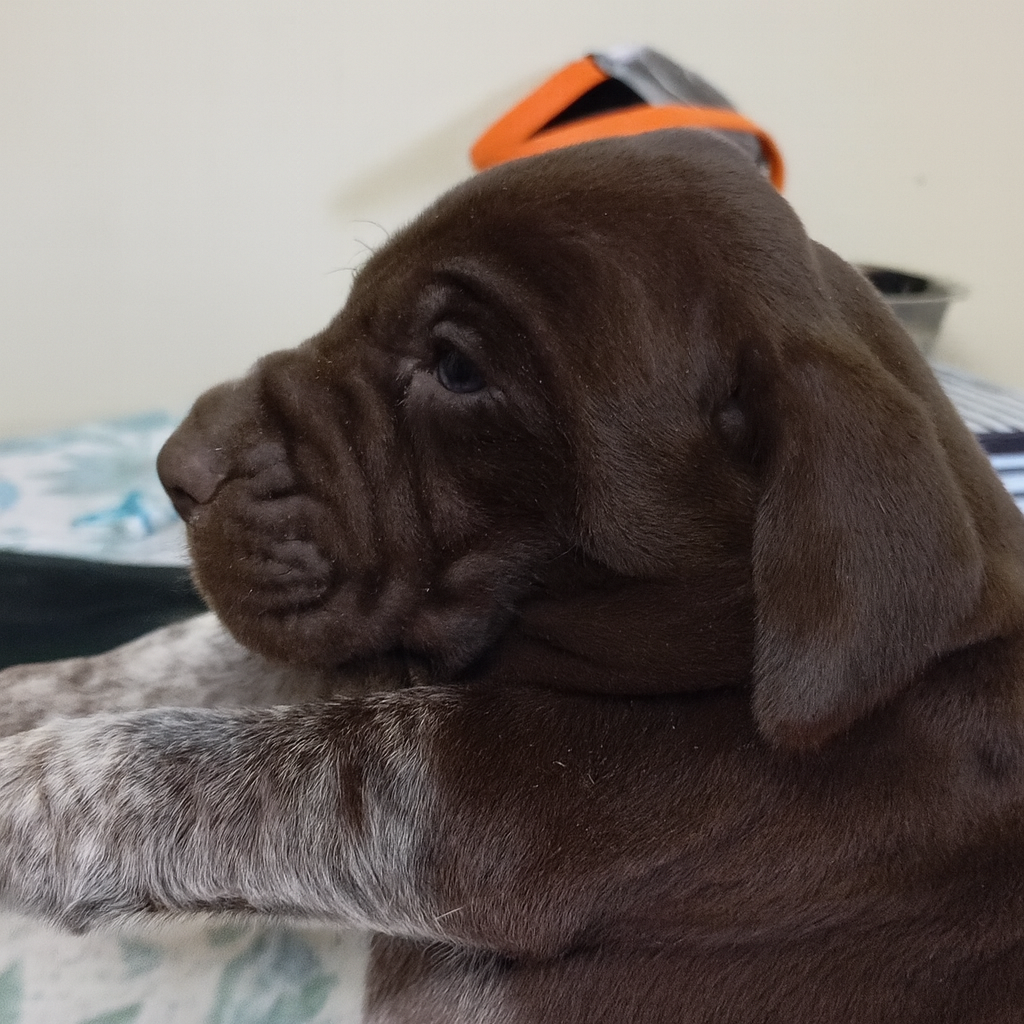 Des Vents Jalouses - Chiots disponibles - Braque allemand à poil court