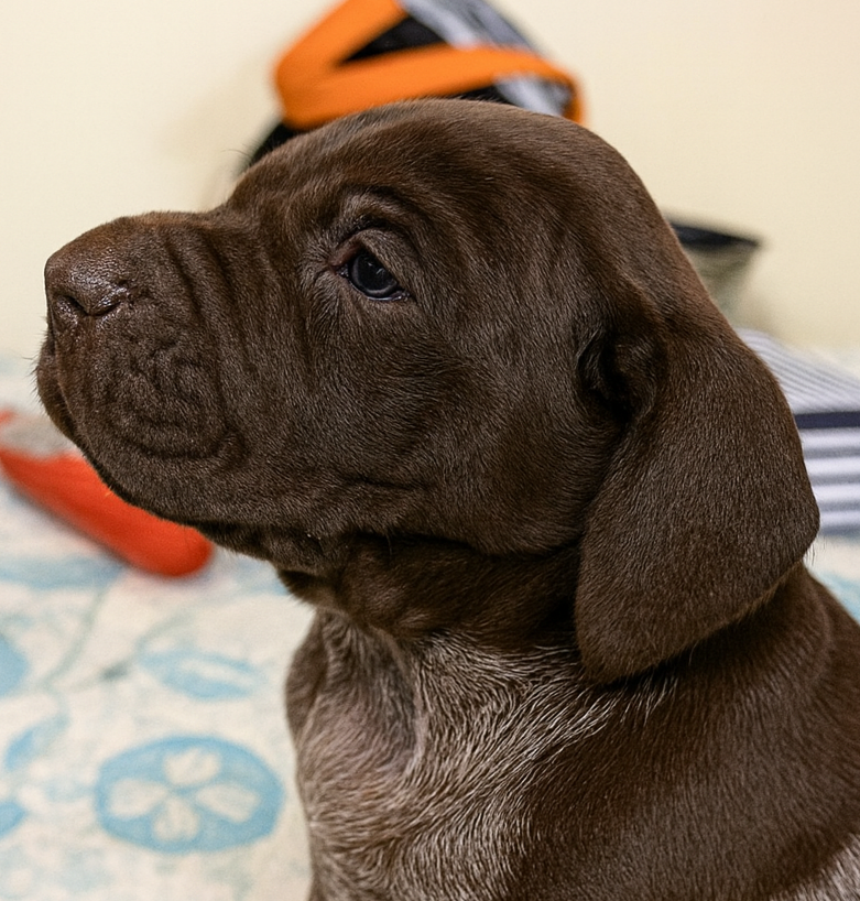 Des Vents Jalouses - Chiots disponibles - Braque allemand à poil court