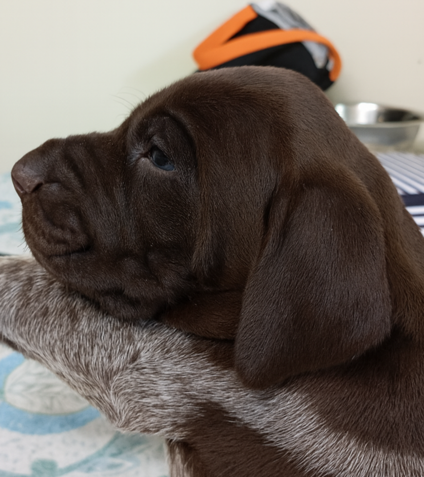 Des Vents Jalouses - Chiots disponibles - Braque allemand à poil court