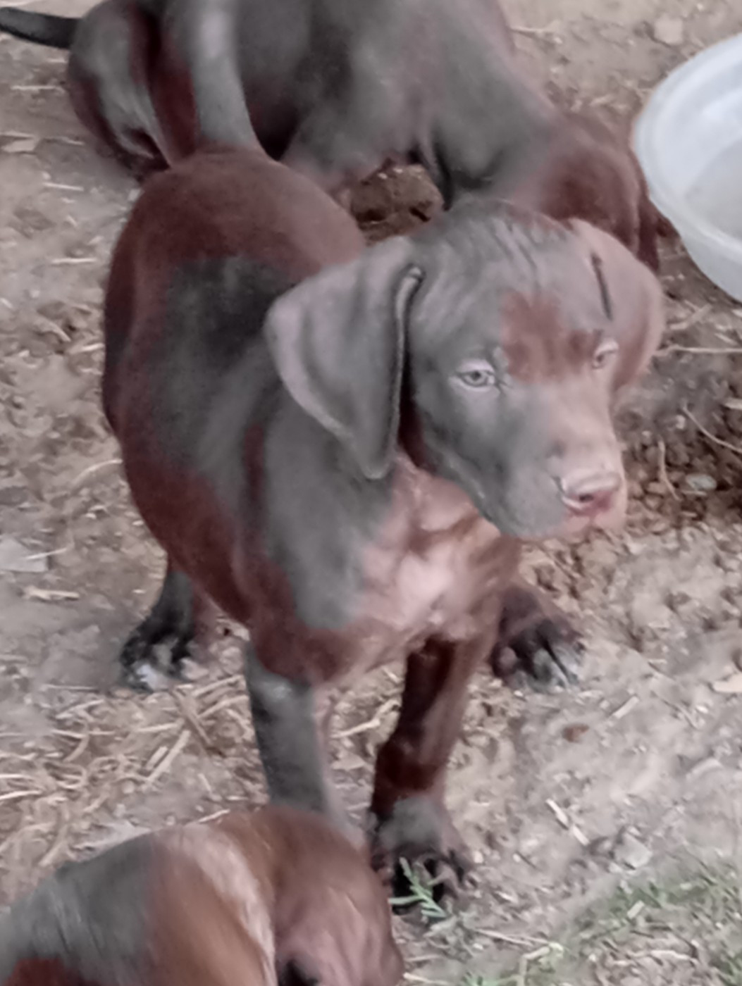 Des Vents Jalouses - Chiots disponibles - Braque allemand à poil court