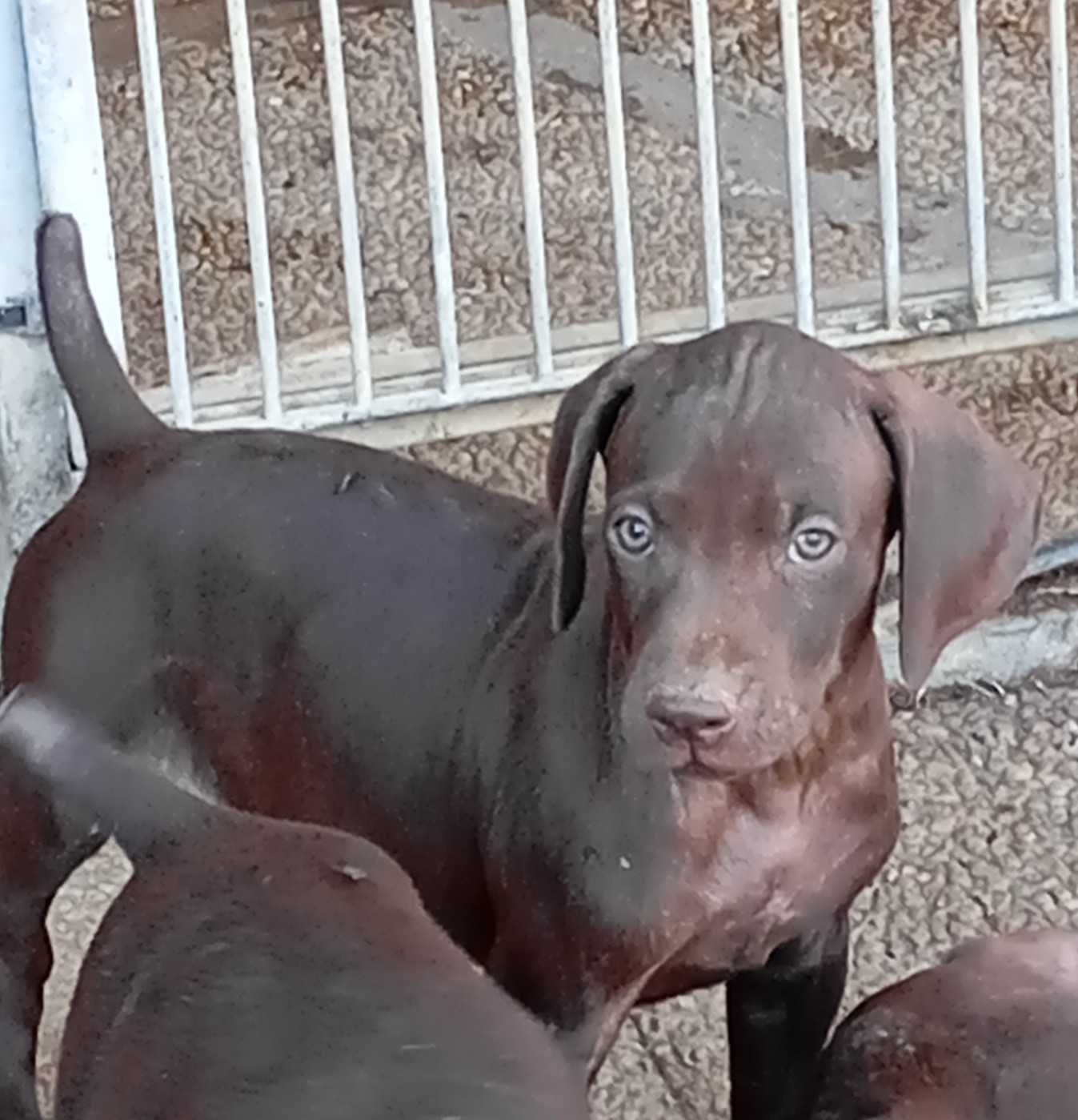 Des Vents Jalouses - Chiots disponibles - Braque allemand à poil court