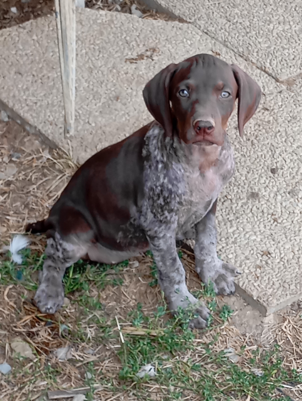 Des Vents Jalouses - Chiots disponibles - Braque allemand à poil court