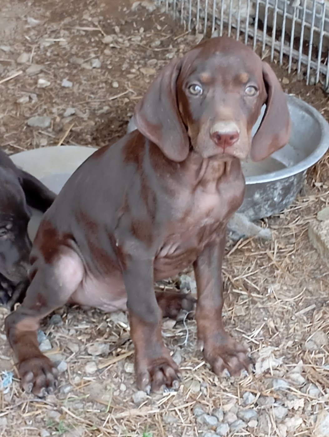 Des Vents Jalouses - Chiots disponibles - Braque allemand à poil court