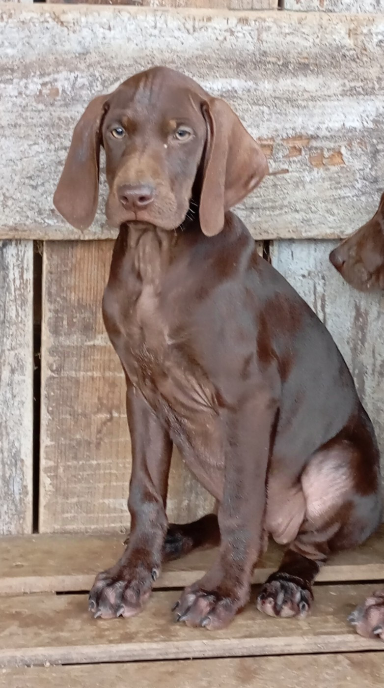 Des Vents Jalouses - Chiots disponibles - Braque allemand à poil court