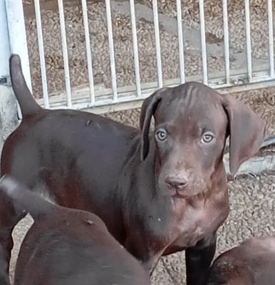 Chiot N°2 Baddgio