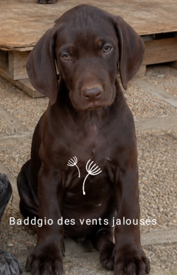 Chiot N°2 Baddgio