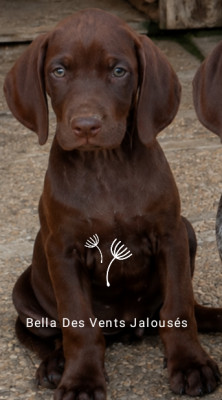 Chiot N°7 Bella