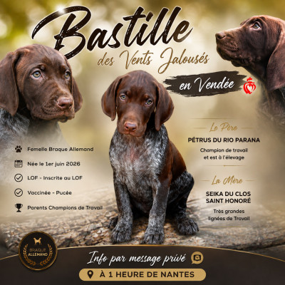 Chiot N°6 Bastille